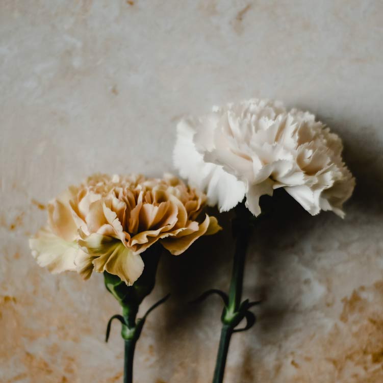 Fleurs blanche et jaune sur une pierre